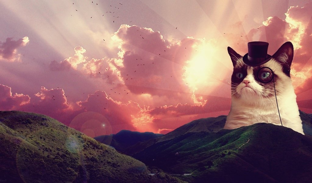 Обои восход, пейзаж, сердитый котик, грустный кот, sunrise, landscape, grumpy cat, sad cat разрешение 1920x1080 Загрузить