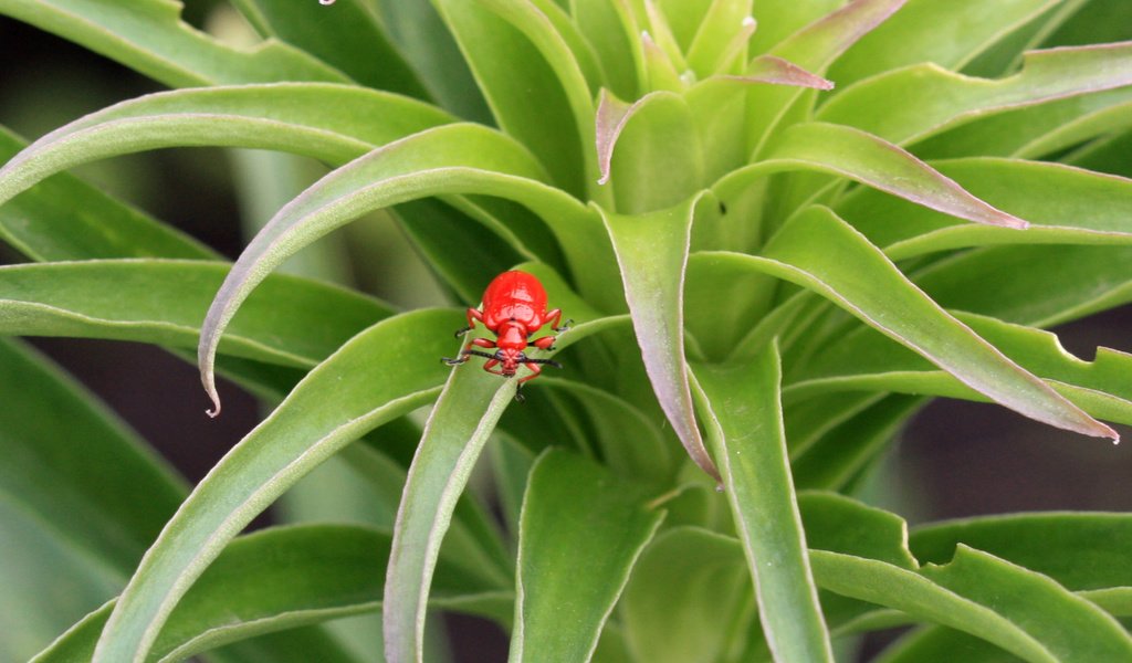 Обои зелёный, жук, красный, лист, растение, green, beetle, red, sheet, plant разрешение 1920x1200 Загрузить