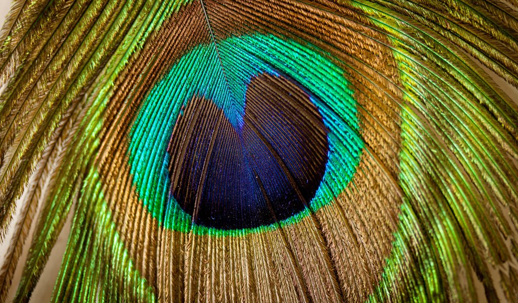 Обои текстуры, узоры, красиво, перья павлина, texture, patterns, beautiful, peacock feathers разрешение 7733x5155 Загрузить