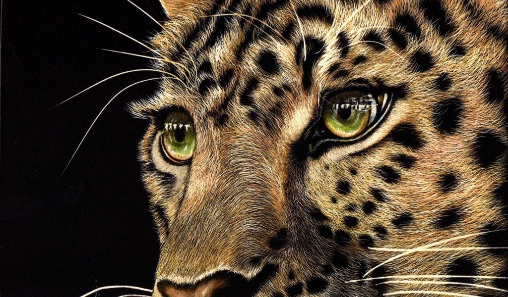 Обои морда, взгляд, леопард, хищник, черный фон, животное, зеленые глаза, face, look, leopard, predator, black background, animal, green eyes разрешение 2372x1625 Загрузить