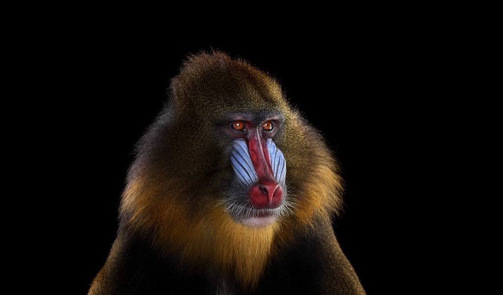 Обои фон, взгляд, обезьяна, мандрил, background, look, monkey, mandrill разрешение 1920x1288 Загрузить