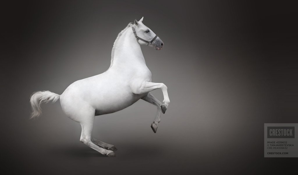 Обои лошадь, белый, конь, вид сбоку, horse, white, side view разрешение 1920x1200 Загрузить