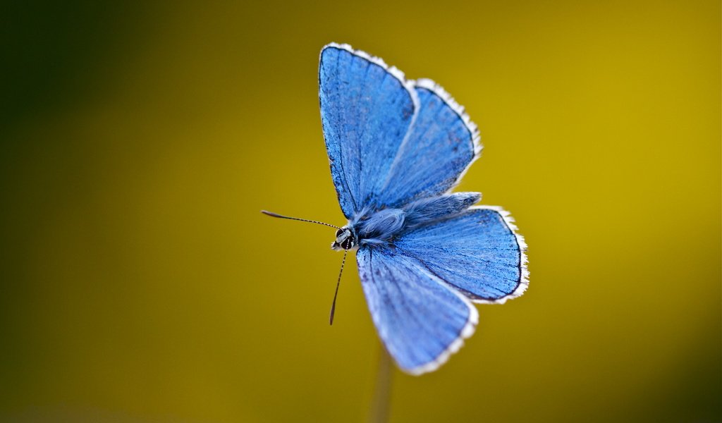 Обои насекомое, бабочка, крылья, усики, стебель, голубянка, insect, butterfly, wings, antennae, stem, blue разрешение 4468x3317 Загрузить