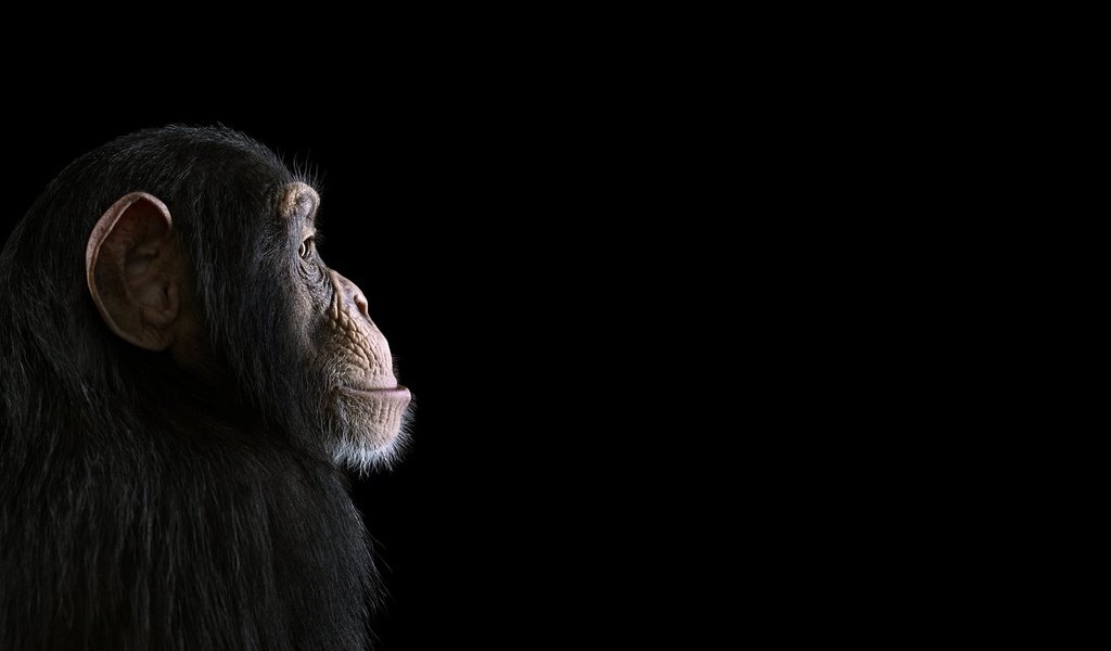 Обои фон, взгляд, профиль, черный фон, обезьяна, примат, шимпанзе, chimpanzee, background, look, profile, black background, monkey, the primacy of, chimpanzees разрешение 1920x1288 Загрузить