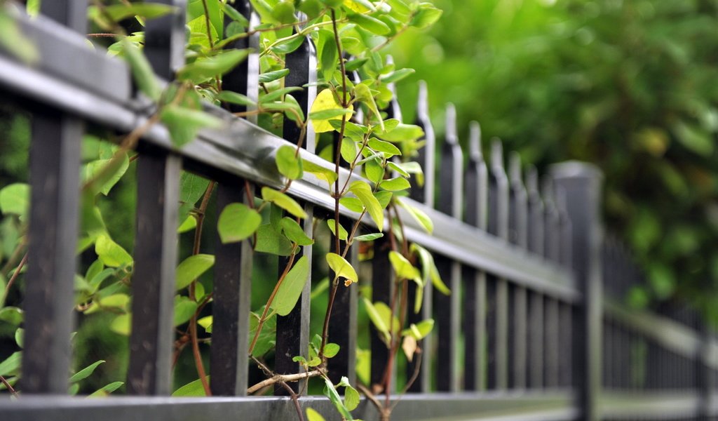 Обои ветки, лето, забор, зеленые листья, ограда, branches, summer, the fence, green leaves, fence разрешение 1920x1200 Загрузить