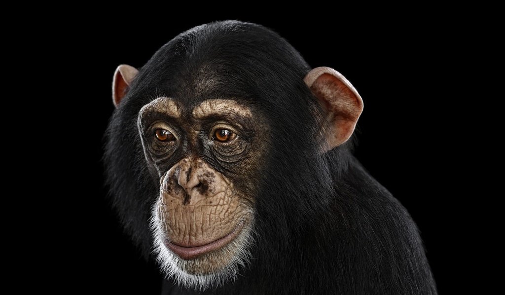 Обои фон, взгляд, черный фон, обезьяна, шимпанзе, chimpanzee, background, look, black background, monkey, chimpanzees разрешение 1920x1288 Загрузить