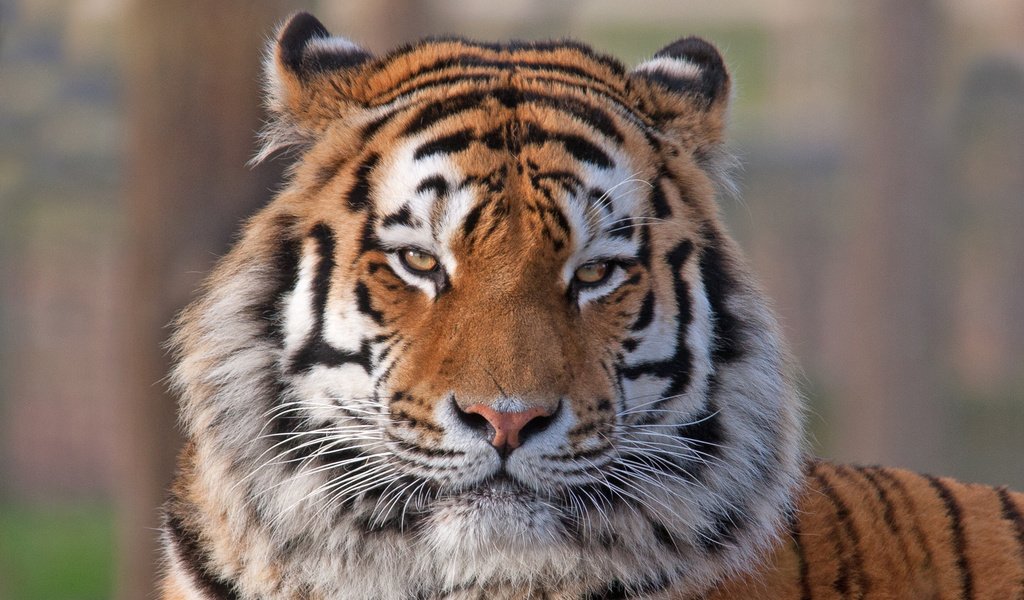 Обои тигр, морда, взгляд, хищник, животное, окрас, tiger, face, look, predator, animal, color разрешение 2049x1366 Загрузить