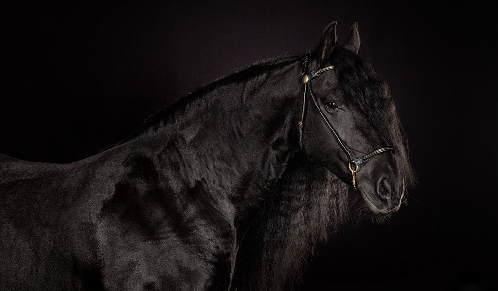 Обои лошадь, фон, черный, черный фон, конь, блака, вороной, horse, background, black, black background, crow разрешение 2560x1600 Загрузить
