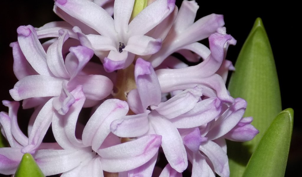 Обои цветы, макро, гиацинт, flowers, macro, hyacinth разрешение 5120x2880 Загрузить