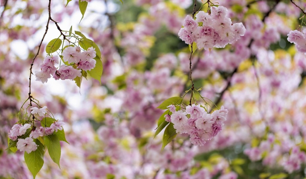 Обои дерево, цветение, весна, розовый, сакура, tree, flowering, spring, pink, sakura разрешение 2048x1365 Загрузить