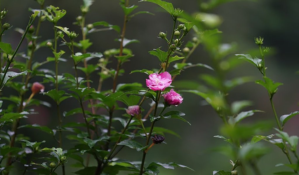 Обои цветы,  цветы, springs, flowers разрешение 2560x1440 Загрузить