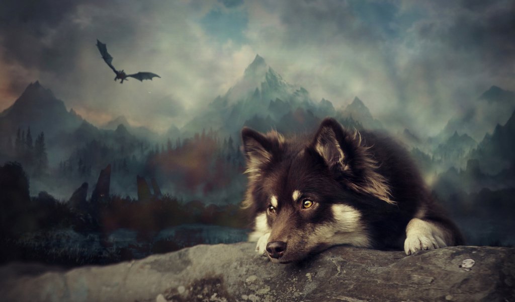 Обои арт, собака, финский лаппхунд, art, dog, finnish lapphund разрешение 3249x1959 Загрузить