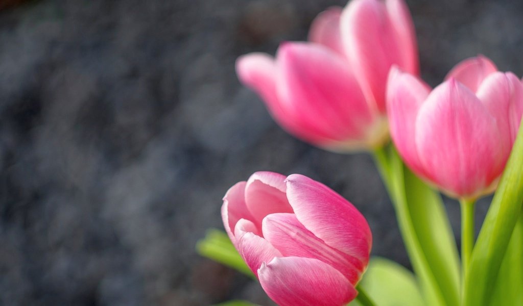 Обои бутоны, тюльпаны, боке, buds, tulips, bokeh разрешение 2048x1536 Загрузить