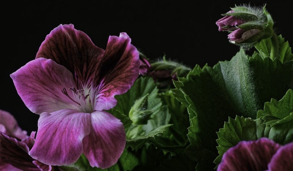 Обои макро, цветок, герань, macro, flower, geranium разрешение 2048x1367 Загрузить