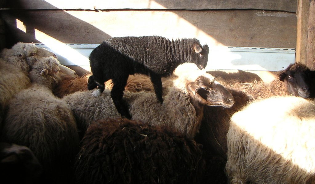 Обои деревня, овцы, ягнёнок, бараны, village, sheep, lamb разрешение 2000x1500 Загрузить