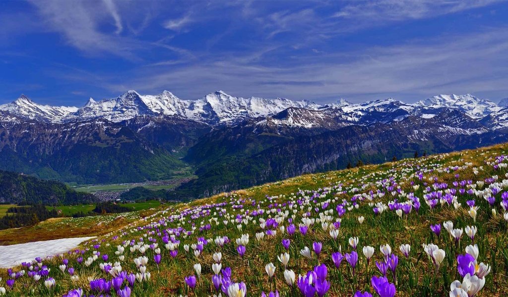 Обои цветы, трава, горы, снег, склон, весна, крокусы, крокус, flowers, grass, mountains, snow, slope, spring, crocuses, krokus разрешение 1920x1080 Загрузить