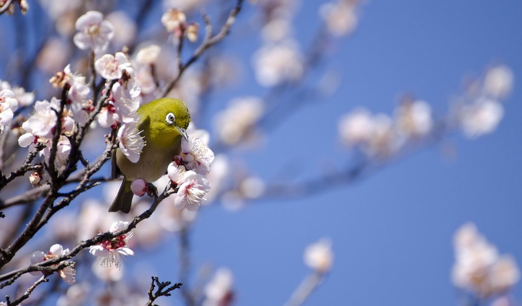 Обои дерево, птица, весна, белоглазка, tree, bird, spring, white-eyed разрешение 2048x1356 Загрузить