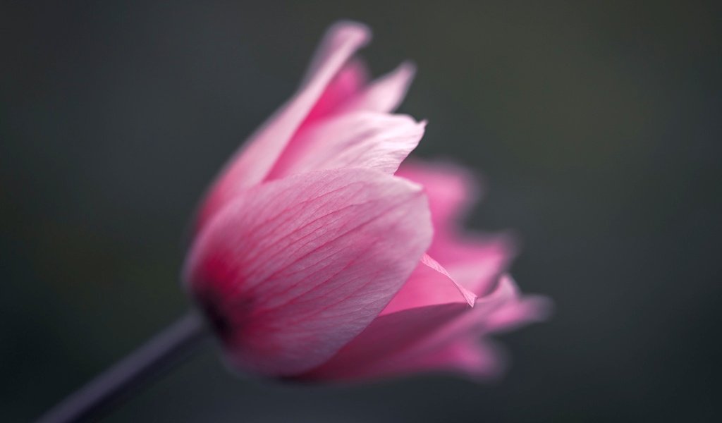 Обои макро, цветок, тюльпан, macro, flower, tulip разрешение 2048x1483 Загрузить