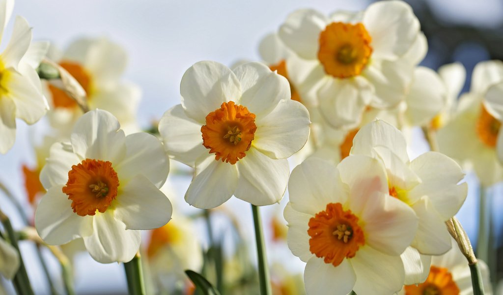 Обои цветы, макро, лепестки, весна, нарциссы, flowers, macro, petals, spring, daffodils разрешение 2048x1365 Загрузить