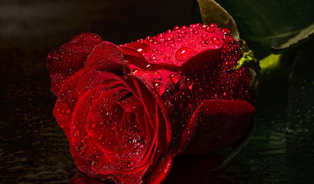 Обои вода, цветок, капли, роза, красная, water, flower, drops, rose, red разрешение 2048x1365 Загрузить