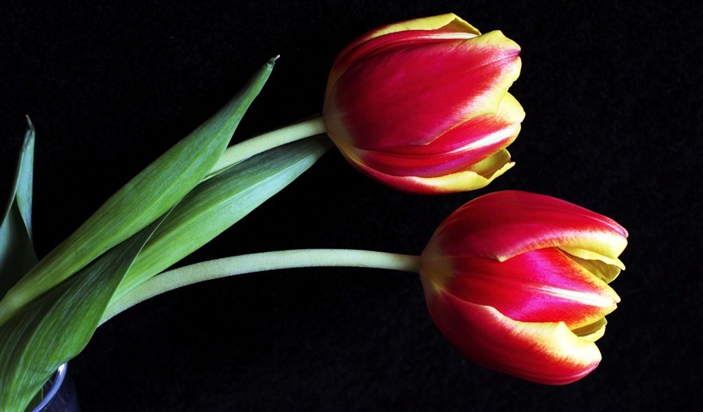 Обои бутоны, макро, тюльпаны, buds, macro, tulips разрешение 3000x1838 Загрузить