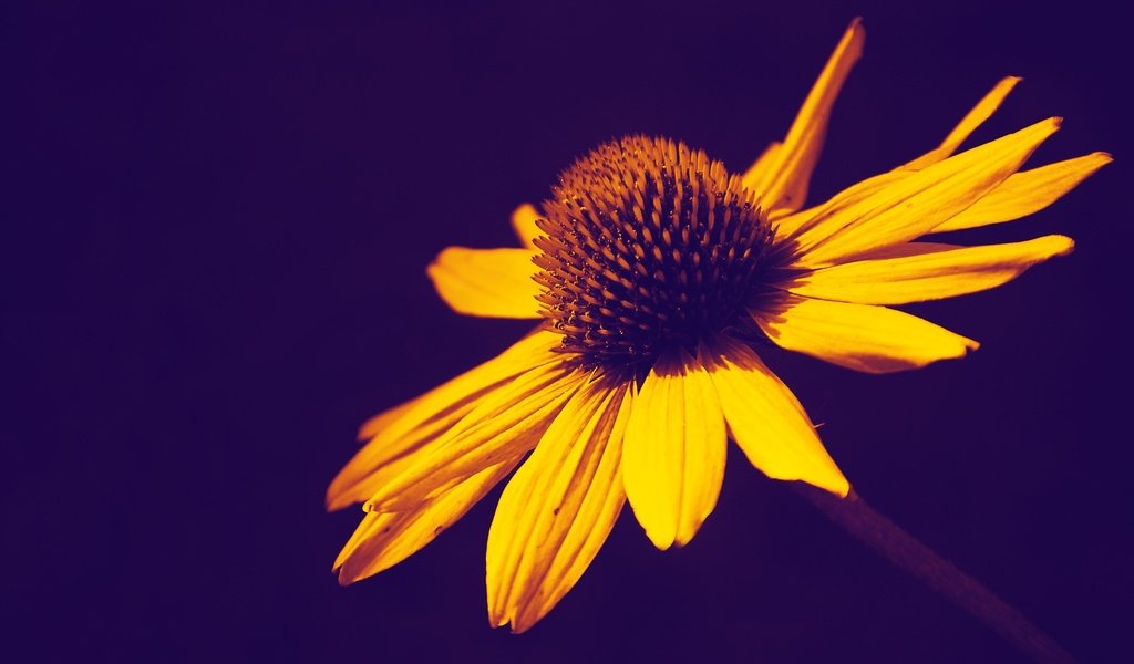 Обои желтый, фон, цветок, лепестки, yellow, background, flower, petals разрешение 3008x1923 Загрузить