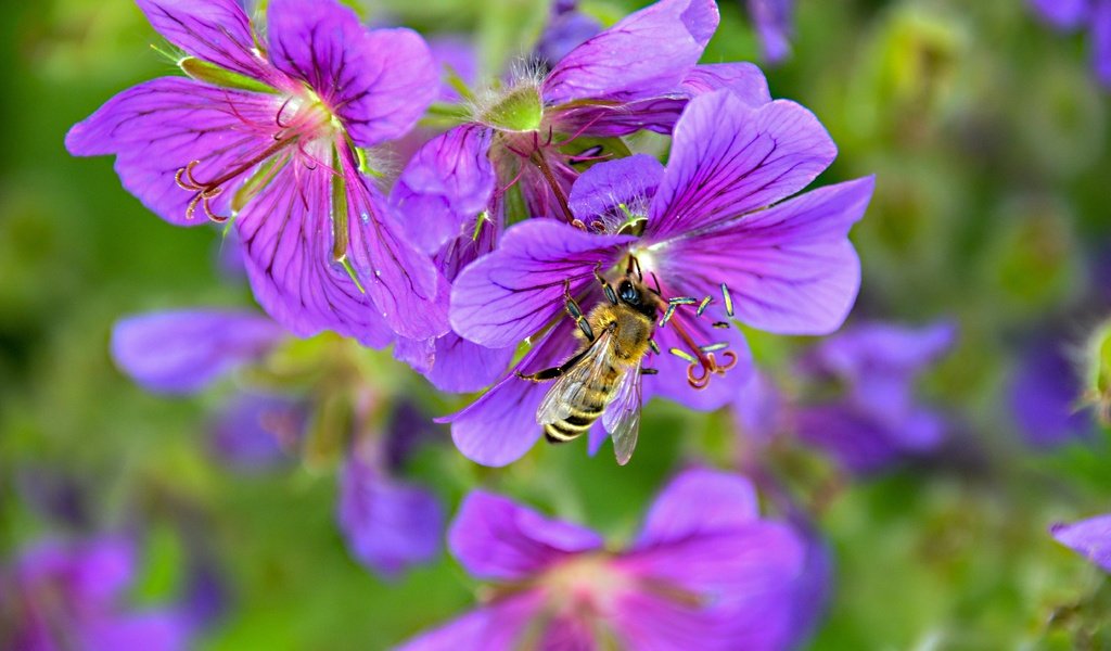 Обои цветы, природа, насекомое, пчела, robin hamann, flowers, nature, insect, bee разрешение 4928x3264 Загрузить