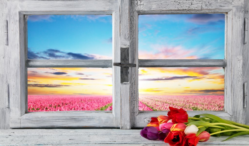 Обои цветы, весна, тюльпаны, окно, тульпаны,  цветы, весенние, flowers, spring, tulips, window разрешение 6480x4320 Загрузить