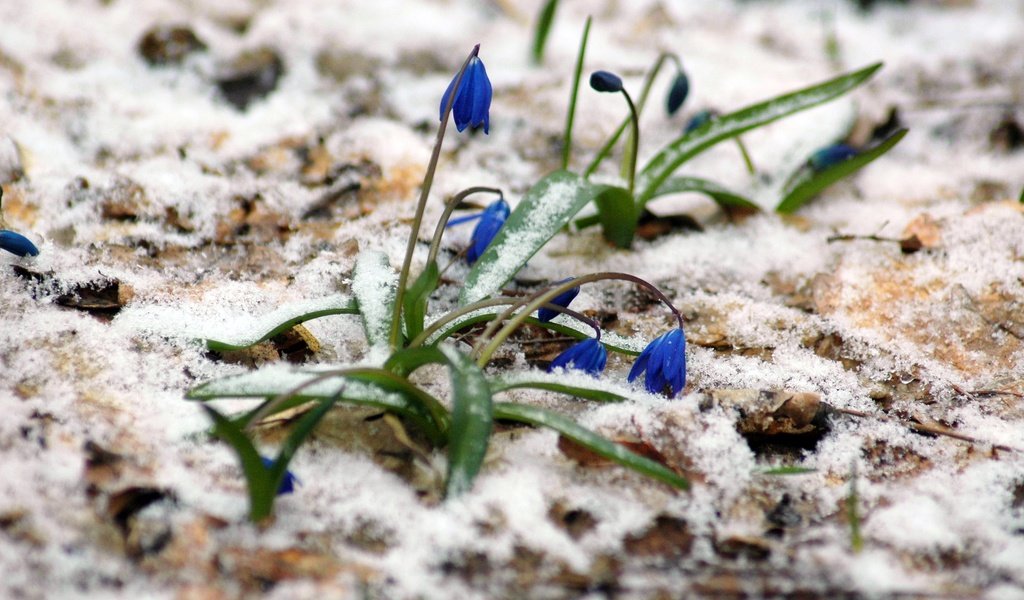 Обои цветы, снег, растения, лес, весна, март, пролески, flowers, snow, plants, forest, spring, march, scilla разрешение 3008x2000 Загрузить