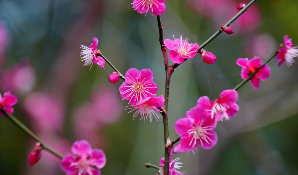 Обои ветка, цветение, цветки, абрикос японский, branch, flowering, flowers, apricot japanese разрешение 2560x1707 Загрузить