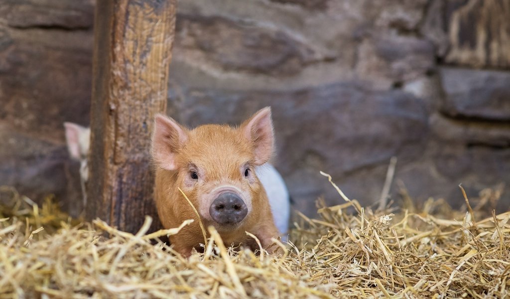 Обои фон, сарай, свинья, поросенок, хрюшка, винья, background, the barn, pig, vina разрешение 2000x1335 Загрузить