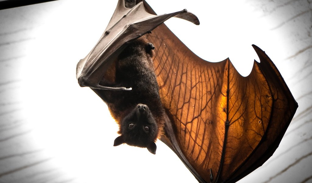 Обои природа, летучая мышь, batmans return, nature, bat разрешение 2560x1707 Загрузить