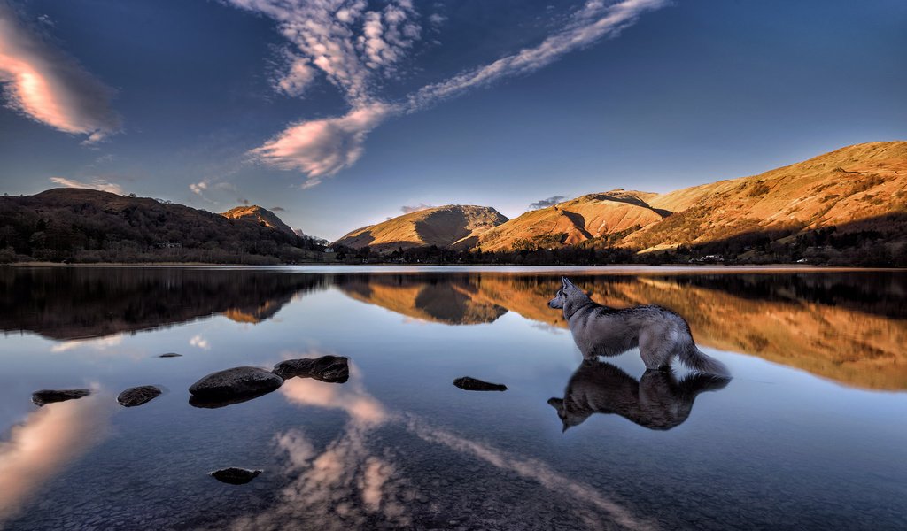 Обои озеро, grasmere lake, горы, отражение, собака, англия, хаски, озеро грасмир, камбрия, lake, mountains, reflection, dog, england, husky, lake grasmere, cumbria разрешение 2048x1366 Загрузить