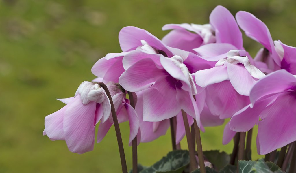 Обои цветы, макро, розовый, цикламен, flowers, macro, pink, cyclamen разрешение 2048x1365 Загрузить