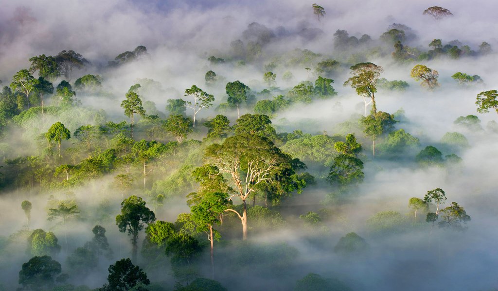 Обои деревья, лес, туман, малайзия, штат сабах, trees, forest, fog, malaysia, sabah разрешение 1920x1200 Загрузить