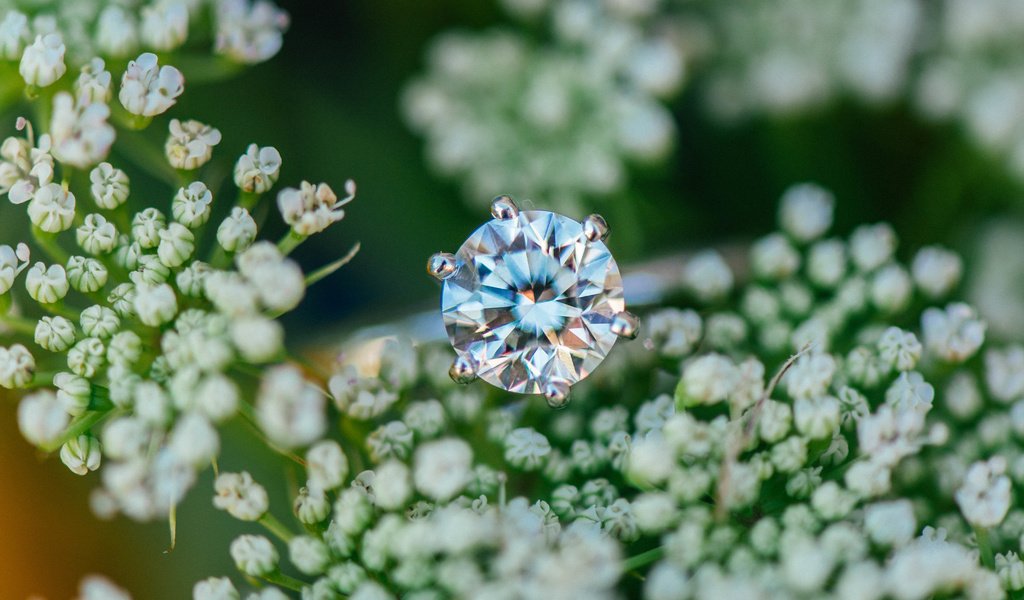 Обои цветы, камень, кольцо, обручальное, flowers, stone, ring, wedding разрешение 6016x4016 Загрузить