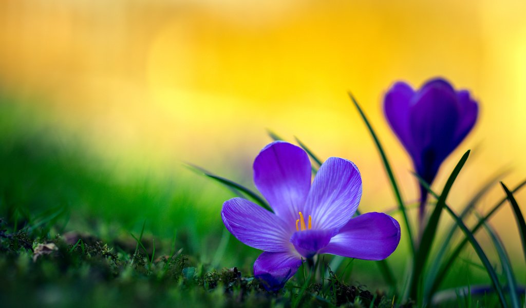 Обои макро, крокусы, боке, macro, crocuses, bokeh разрешение 4000x2667 Загрузить