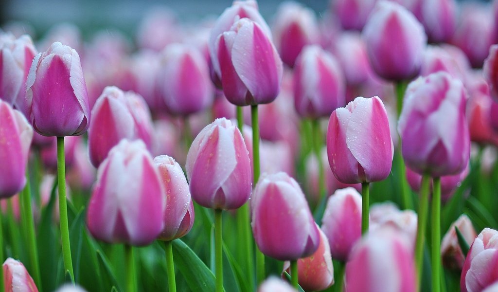 Обои бутоны, тюльпаны, много, buds, tulips, a lot разрешение 2500x1570 Загрузить