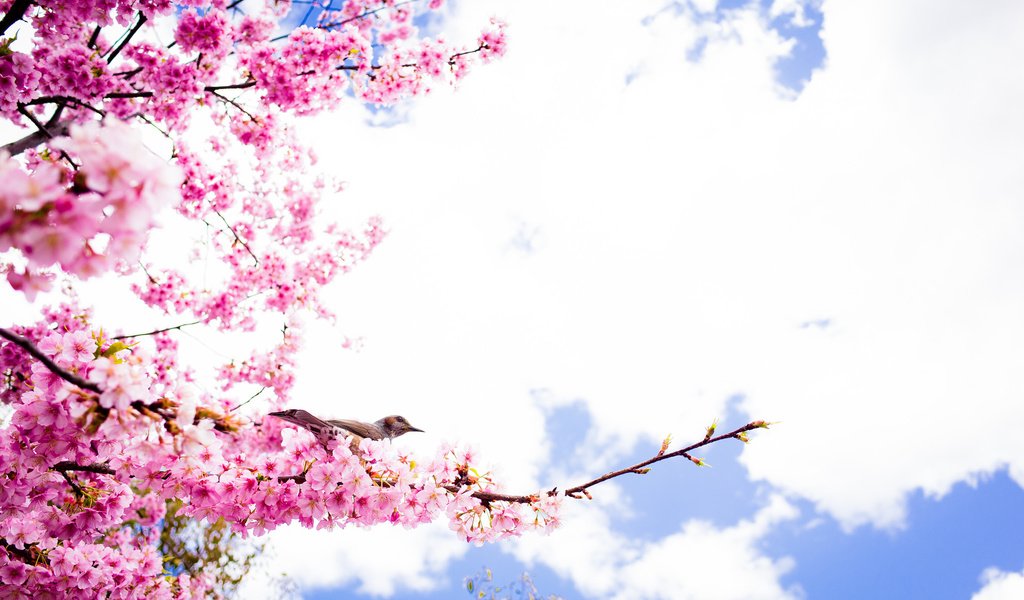 Обои небо, облака, цветение, ветки, лепестки, птица, весна, сакура, the sky, clouds, flowering, branches, petals, bird, spring, sakura разрешение 2048x1357 Загрузить