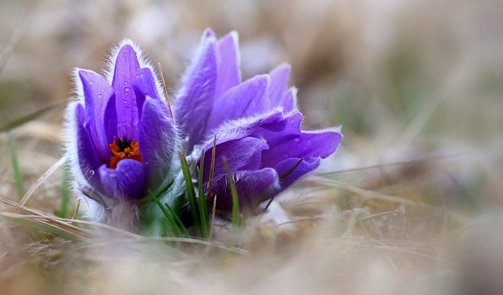 Обои цветы, природа, весна, сон-трава, прострел, pulsatilla, flowers, nature, spring, sleep-grass, cross разрешение 3691x2770 Загрузить