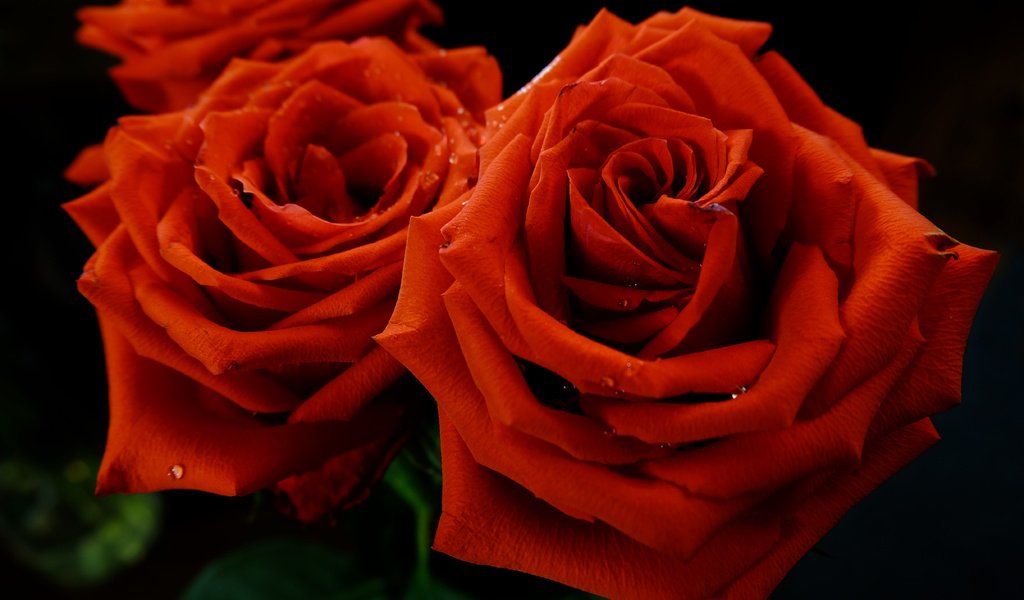 Обои роса, капли, розы, лепестки, красная, алая, rosa, drops, roses, petals, red, scarlet разрешение 4896x3264 Загрузить
