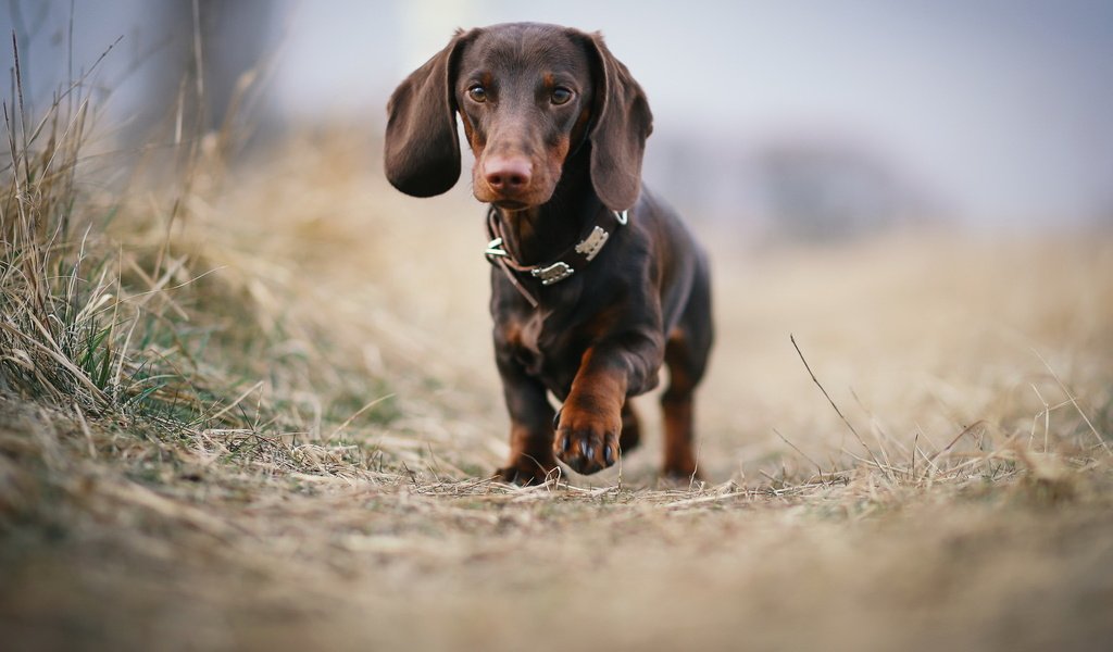 Обои взгляд, собака, друг, такса, look, dog, each, dachshund разрешение 2047x1217 Загрузить