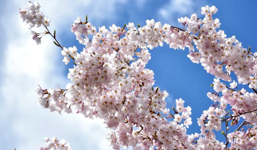 Обои небо, облака, цветение, ветки, весна, вишня, сакура, the sky, clouds, flowering, branches, spring, cherry, sakura разрешение 2400x1600 Загрузить