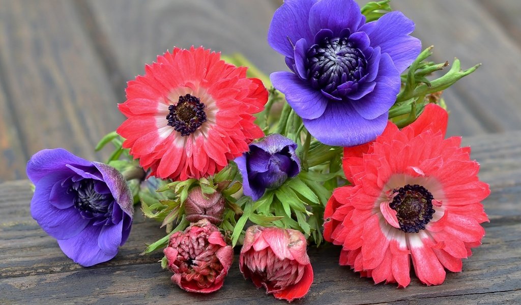 Обои фиолетовый, розовый, анемоны, purple, pink, anemones разрешение 1920x1215 Загрузить