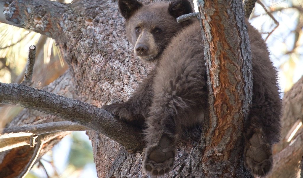 Обои дерево, медведь, мишка, медвежонок, милый, tree, bear, cute разрешение 2048x1364 Загрузить