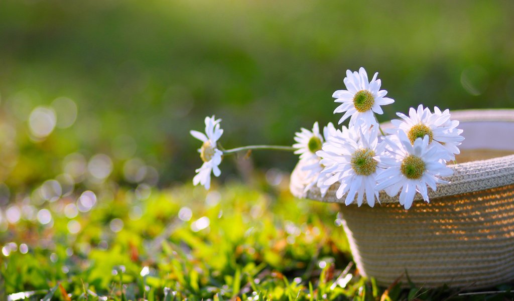 Обои цветы, трава, ромашки, белые, шляпа, боке, flowers, grass, chamomile, white, hat, bokeh разрешение 2835x1890 Загрузить