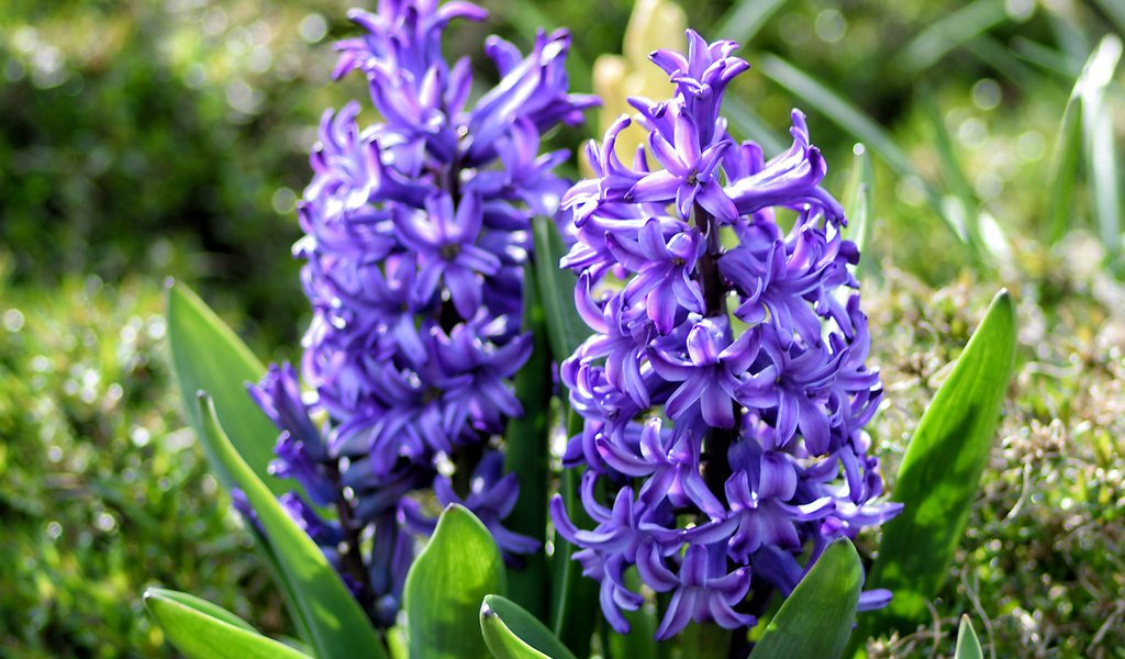 Обои цветы, весна, фиолетовые, гиацинты, flowers, spring, purple, hyacinths разрешение 2048x1365 Загрузить