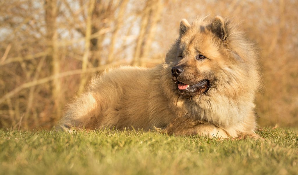 Обои собака, пес, евразиер, dog, the eurasier разрешение 2000x1266 Загрузить