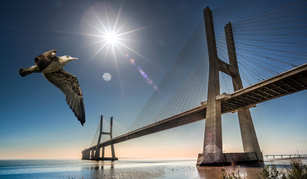 Обои мост, чайка, птица, португалия, лиссабон, bridge, seagull, bird, portugal, lisbon разрешение 2048x1272 Загрузить