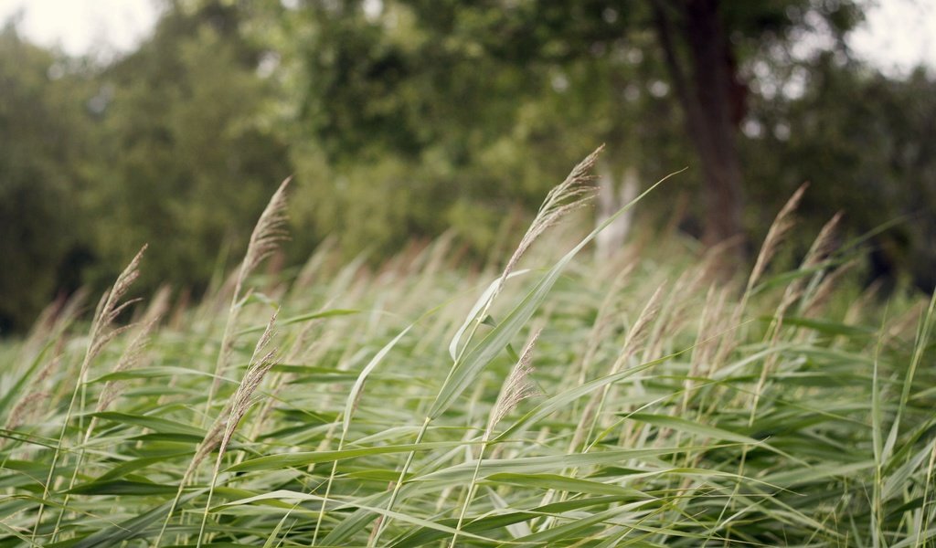 Обои трава, дерево, зеленые, колоски, grass, tree, green, spikelets разрешение 3888x2592 Загрузить